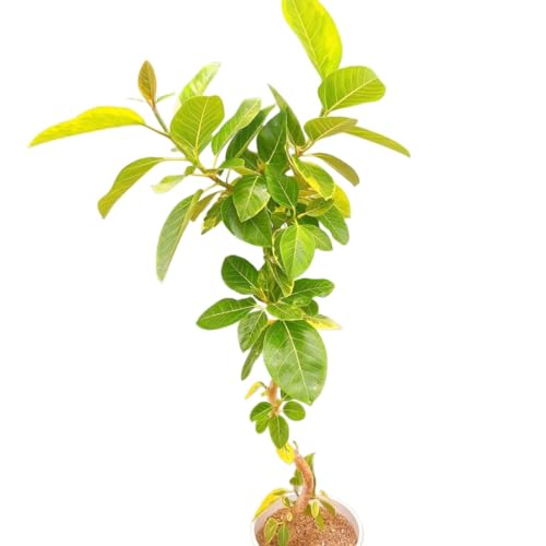 フィカス アルテシマ 観葉植物」の人気商品一覧 | 安い商品を通販